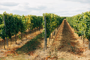 Long Island Vineyard Tour 