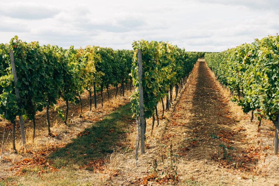Long Island Vineyard Tour 